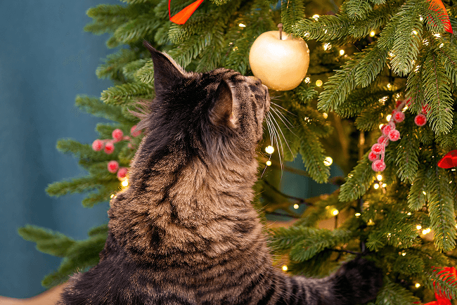Un chat s’amuse à côté d’un sapin de Noël illuminé.